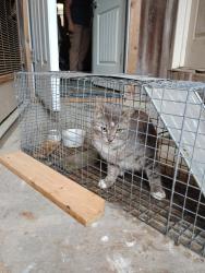 Found/Stray Unknown Cat last seen Hakey Ln, Dickinson, TX 77539