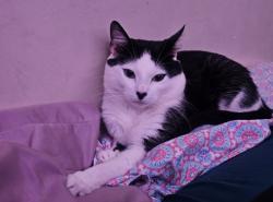 Lost Male Cat last seen Aliento and Ricardo , Rancho Santa Margarita, CA 92688
