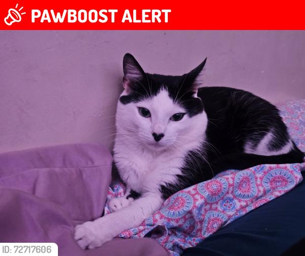 Lost Male Cat last seen Aliento and Ricardo , Rancho Santa Margarita, CA 92688
