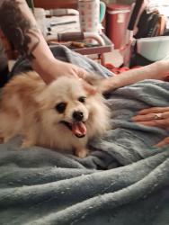 Found/Stray Female Dog last seen Mission Ridge Dr , Murfreesboro, TN 37130