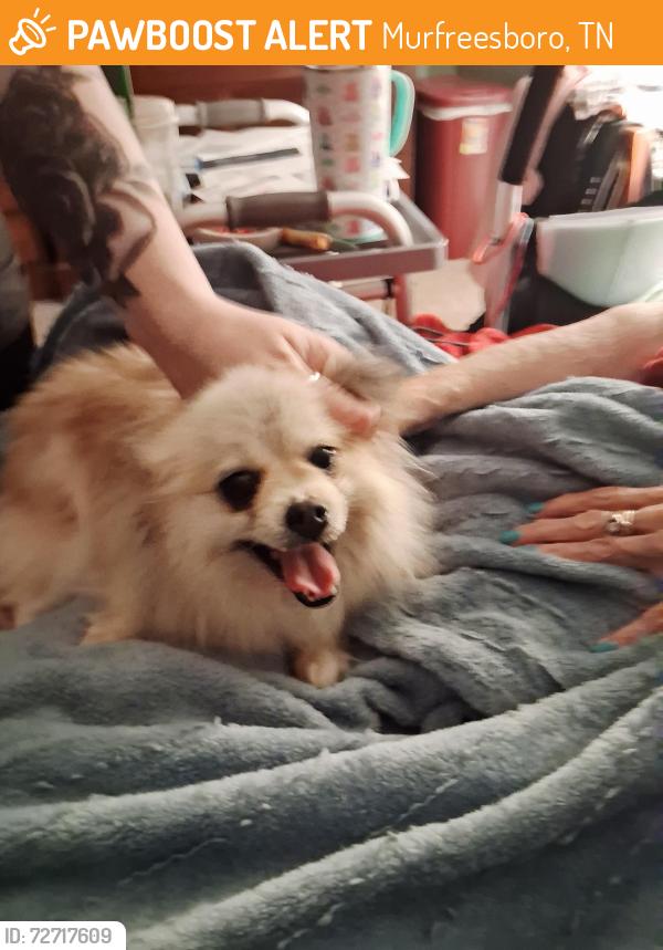 Found/Stray Female Dog last seen Mission Ridge Dr , Murfreesboro, TN 37130
