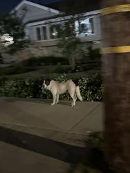 Found/Stray Unknown Dog last seen La palma and sunkist, Anaheim, CA 92806