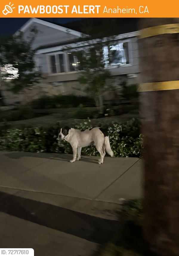 Found/Stray Unknown Dog last seen La palma and sunkist, Anaheim, CA 92806