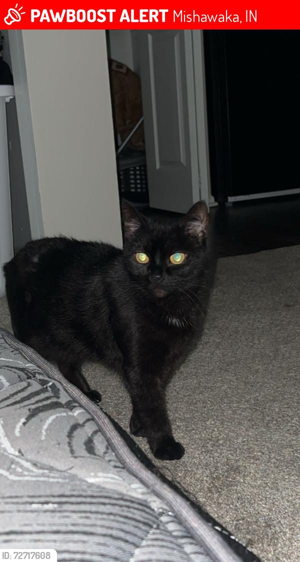 Lost Female Cat last seen Jefferson ests Ln Cemetery , Mishawaka, IN 46545