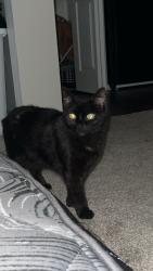Lost Female Cat last seen Jefferson ests Ln Cemetery , Mishawaka, IN 46545