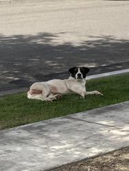 Found/Stray Unknown Dog last seen Normandy Dr and Seville , Anaheim, CA 92806
