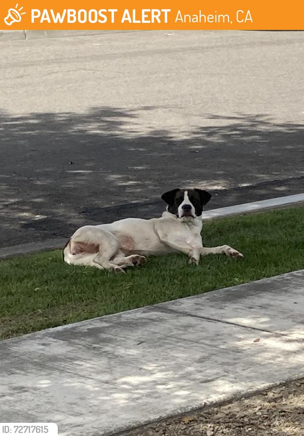 Found/Stray Unknown Dog last seen Normandy Dr and Seville , Anaheim, CA 92806
