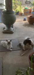 Lost Male Dog last seen Sequoia middle school, Fontana, CA 92335