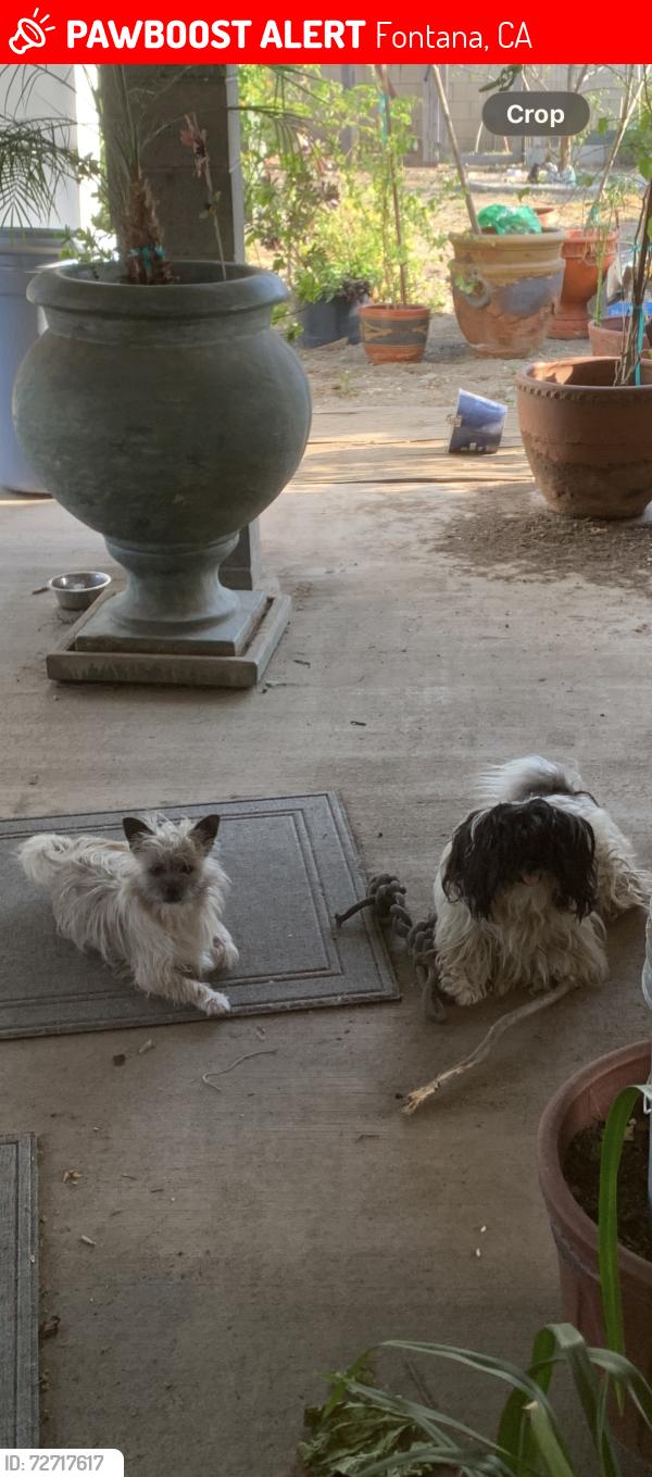 Lost Male Dog last seen Sequoia middle school, Fontana, CA 92335