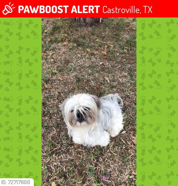 Lost Female Dog last seen Lower Lacoste rd, Castroville, TX 78009