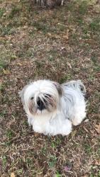 Lost Female Dog last seen Lower Lacoste rd, Castroville, TX 78009