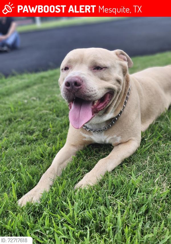 Lost Male Dog last seen Astor Rd , Mesquite, TX 75150