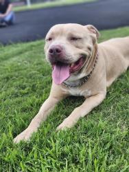 Lost Male Dog last seen Astor Rd , Mesquite, TX 75150