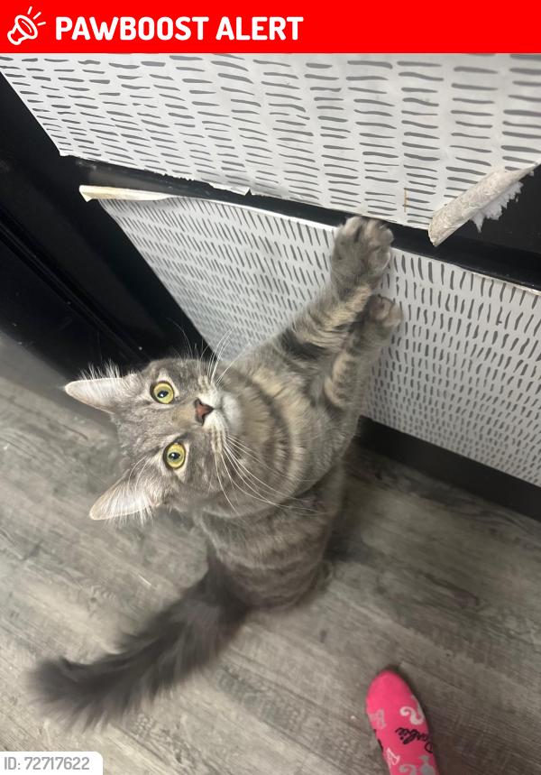 Lost Female Cat last seen Rangewood and Woodmen , Colorado Springs, CO 80920