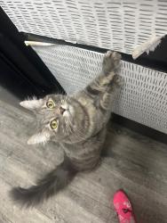 Lost Female Cat last seen Rangewood and Woodmen , Colorado Springs, CO 80920