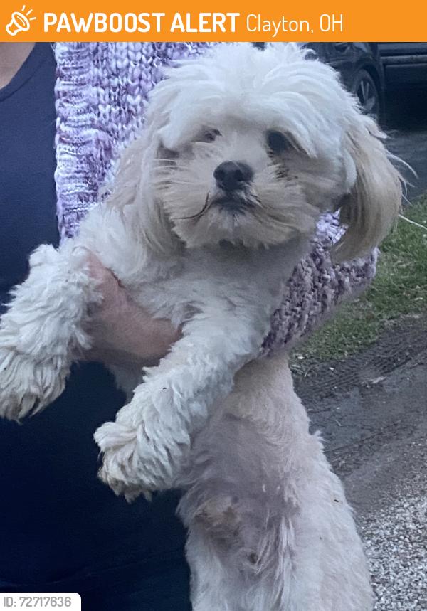 Found/Stray Unknown Dog last seen Barrington, Clayton, OH 45415
