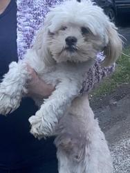 Found/Stray Unknown Dog last seen Barrington, Clayton, OH 45415