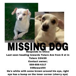 Lost Male Dog last seen Tulare and west , Tulare, CA 93274