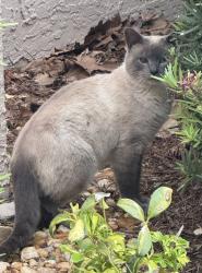 Found/Stray Unknown Cat last seen CONROY-RD, Orlando, FL 32811
