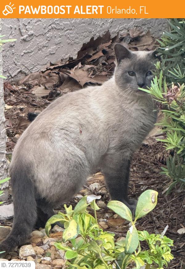 Found/Stray Unknown Cat last seen CONROY-RD, Orlando, FL 32811