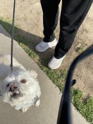 Lost Male Dog last seen Mount Alifan drive & mount Aguilar , San Diego, CA 92111
