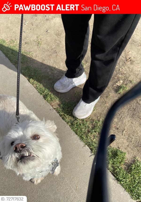 Lost Male Dog last seen Mount Alifan drive & mount Aguilar , San Diego, CA 92111