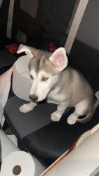 Found/Stray Unknown Dog last seen Bird Ave & Pine Ave , San Jose, CA 95125