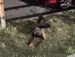 Found/Stray Female Dog last seen W 7th St san bernardino , San Bernardino, CA 92411