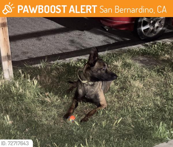 Found/Stray Female Dog last seen W 7th St san bernardino , San Bernardino, CA 92411