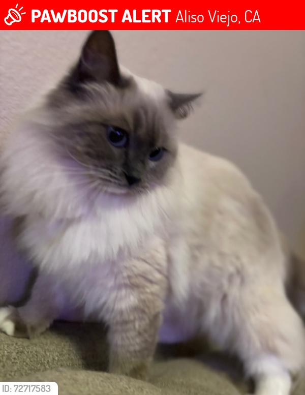Lost Female Cat last seen Aliso Creek Road and Golf, Aliso Viejo, CA 92656