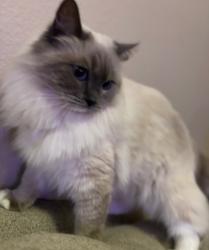 Lost Female Cat last seen Aliso Creek Road and Golf, Aliso Viejo, CA 92656
