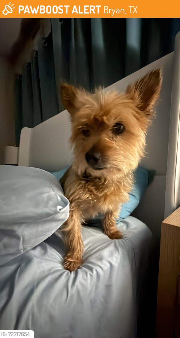Found/Stray Male Dog last seen Brazos Christian School , Bryan, TX 77801
