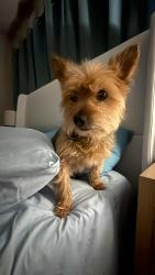 Found/Stray Male Dog last seen Brazos Christian School , Bryan, TX 77801