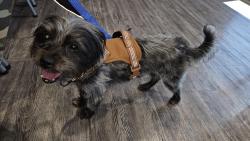 Found/Stray Male Dog last seen Unknown someone else found him, Scottsdale, AZ 85251