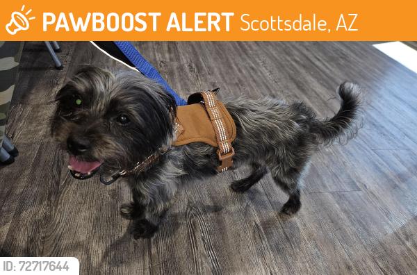 Found/Stray Male Dog last seen Unknown someone else found him, Scottsdale, AZ 85251