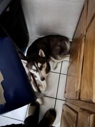 Lost Male Dog last seen Foxfire dr , copperfield dr, N Lakeview dr, Tampa, FL 33618