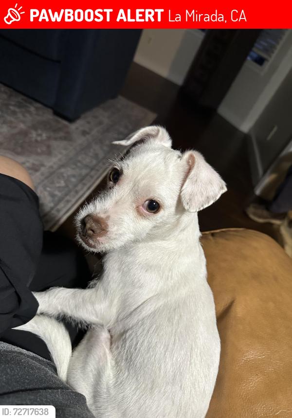 Lost Female Dog last seen Alondra Blvd and Escalona in La Mirada, La Mirada, CA 90638