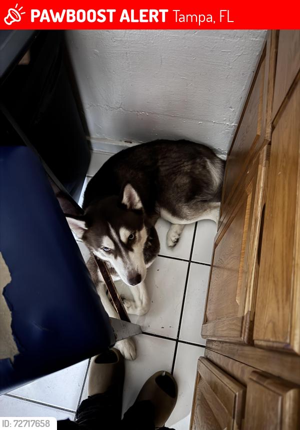 Lost Male Dog last seen Foxfire dr , copperfield dr, N Lakeview dr, Tampa, FL 33618