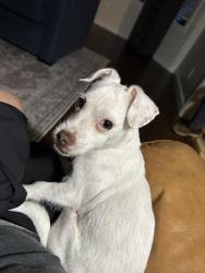 Lost Female Dog last seen Alondra Blvd and Escalona in La Mirada, La Mirada, CA 90638