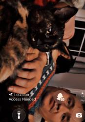 Lost Male Cat last seen N avers in Augusta Thomas , Chicago, IL 60651