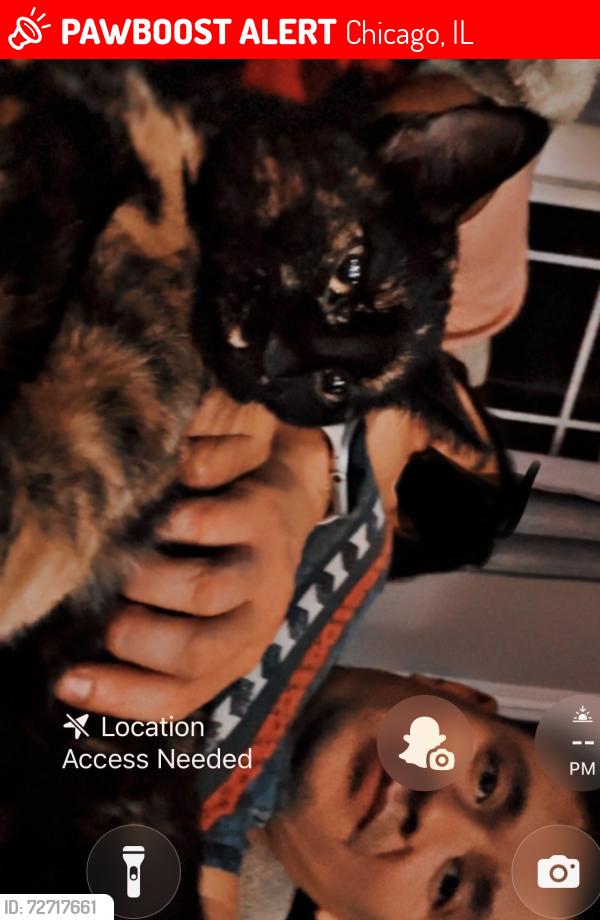 Lost Male Cat last seen N avers in Augusta Thomas , Chicago, IL 60651