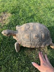 Found/Stray Female Reptile last seen Small People Preschool, Phoenix, AZ 85032
