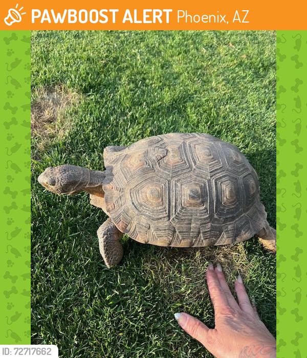 Found/Stray Female Reptile last seen Small People Preschool, Phoenix, AZ 85032