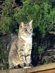 Found/Stray Unknown Cat last seen Sturnella place vs boyton ave , San Jose, CA 95117