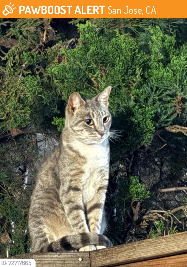 Found/Stray Unknown Cat last seen Sturnella place vs boyton ave , San Jose, CA 95117