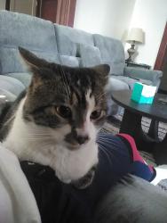 Lost Male Cat last seen Brandon Rd. Brighton Rd. Giant Eagle. , Pittsburgh, PA 15212