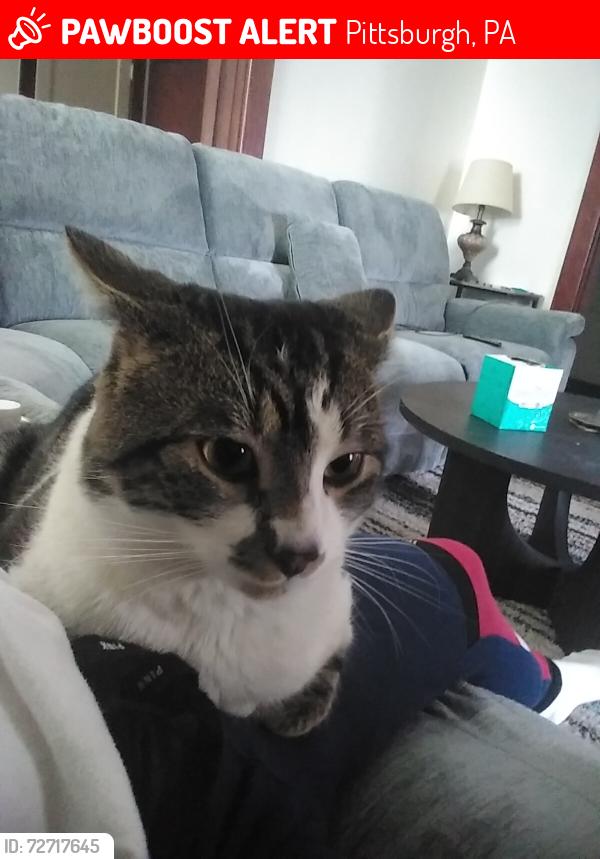 Lost Male Cat last seen Brandon Rd. Brighton Rd. Giant Eagle. , Pittsburgh, PA 15212