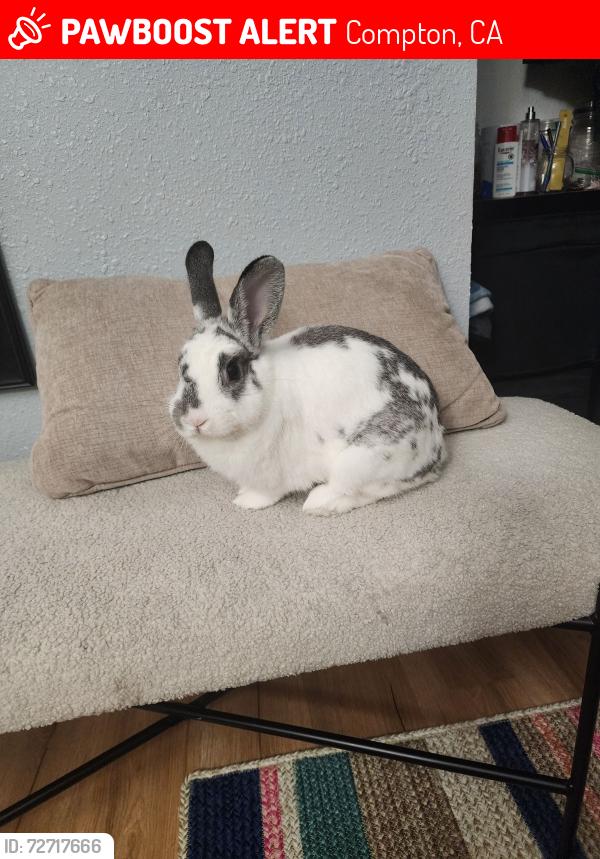 Lost Female Rabbit last seen Rosecrans Ave, Santa Fe Ave, Compton, CA 90221