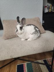 Lost Female Rabbit last seen Rosecrans Ave, Santa Fe Ave, Compton, CA 90221