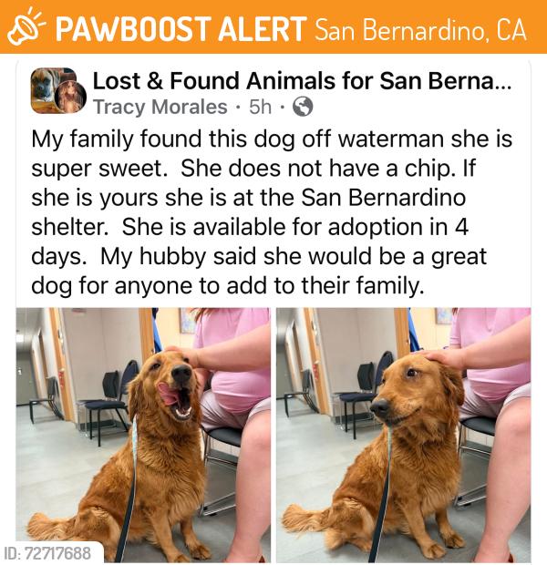 Found/Stray Female Dog last seen Found in the area of the Orange show finder took the dog to the San Bernardino City Animal Shelter, San Bernardino, CA 92408